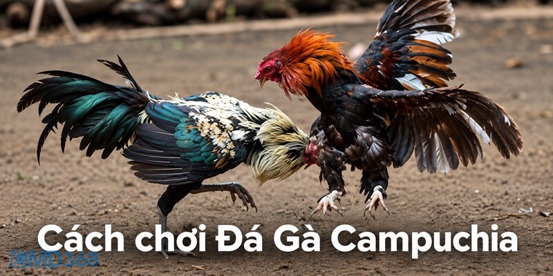 Cách chơi Đá Gà Campuchia hiệu quả tại CMD368