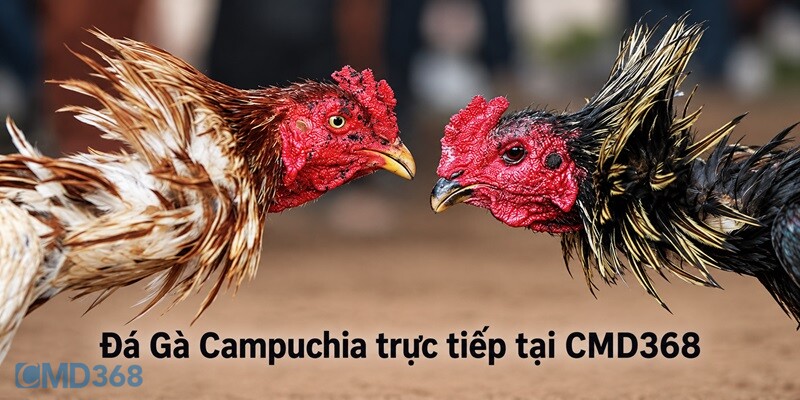 Đá Gà Campuchia trực tiếp tại CMD368 có gì hot