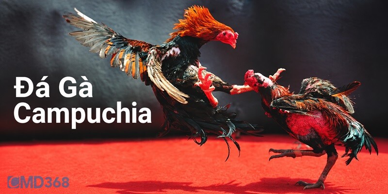 Đá Gà Campuchia