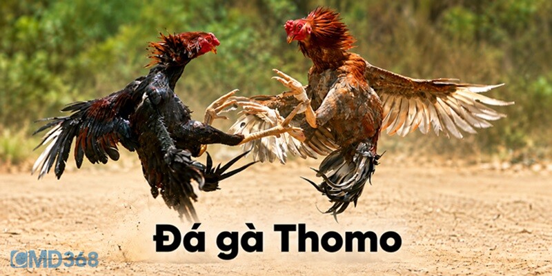 Đá Gà Thomo