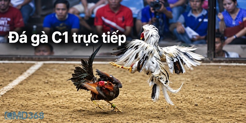 Đá Gà trực tiếp C1