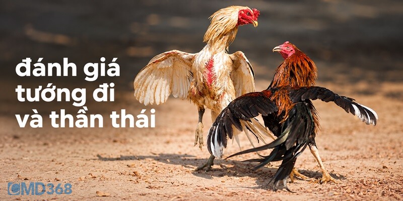 Đánh giá tướng đi và thần thái