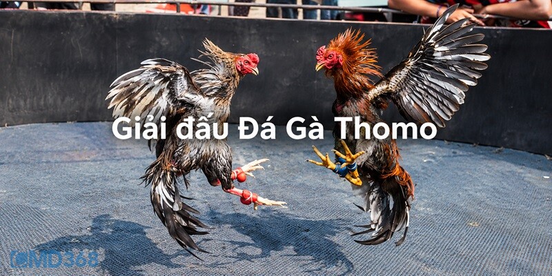Danh sách giải đấu Đá Gà Thomo hot hiện nay Danh sách giải đấu Đá Gà Thomo hot hiện nay
