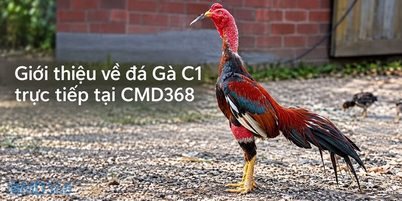 Đôi nét về Đá Gà C1 trực tiếp tại CMD368