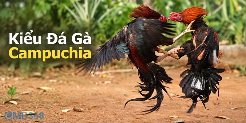 Kiểu Đá Gà Campuchia được ưa chuộng tại CMD368