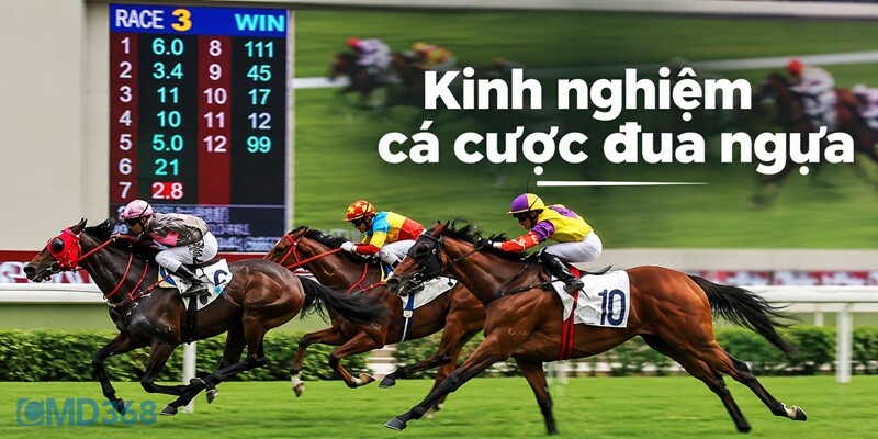 Kinh nghiệm cá cược Đua Ngựa CMD368 chuẩn nhất Kinh nghiệm cá cược Đua Ngựa CMD368 chuẩn nhất