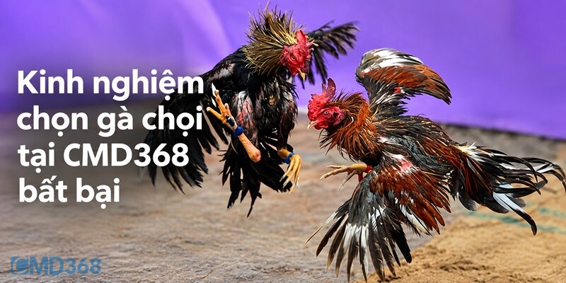 Kinh nghiệm chọn gà chọi tại CMD368 bất bại