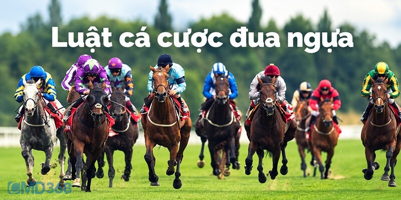 Luật cá cược Đua Ngựa online từ A – Z Luật cá cược Đua Ngựa online từ A - Z