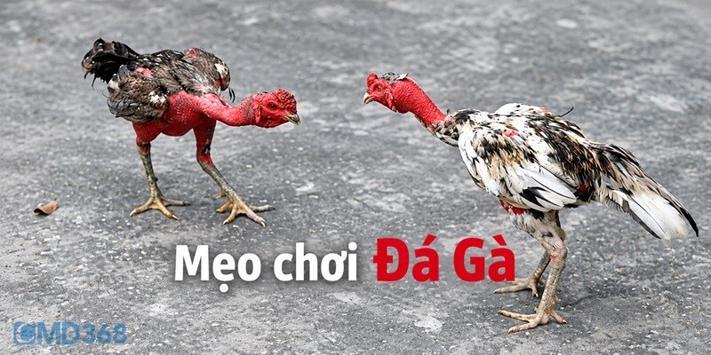 Mẹo soi kèo Đá Gà C1 trực tiếp chuẩn nhất 2026
