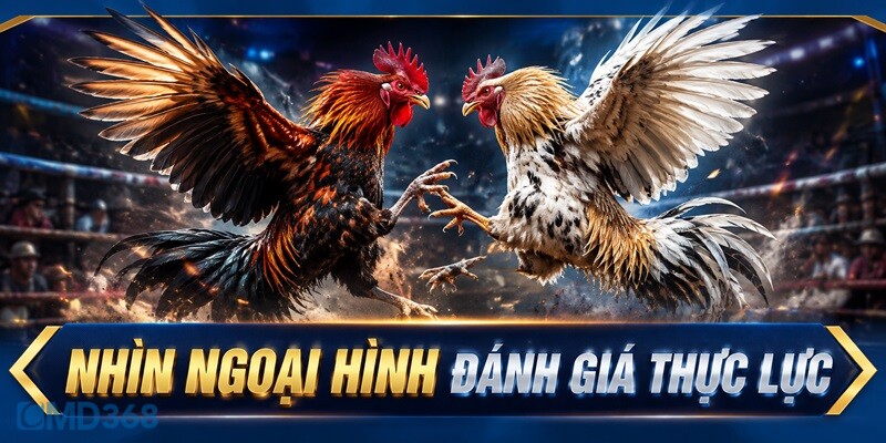 Nhìn ngoại hình đánh giá thực lực