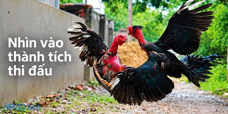 Nhìn vào thành tích thi đấu