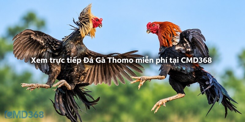 Xem trực tiếp Đá Gà Thomo miễn phí tại CMD368 Xem trực tiếp Đá Gà Thomo miễn phí tại CMD368